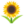 :sunflower: