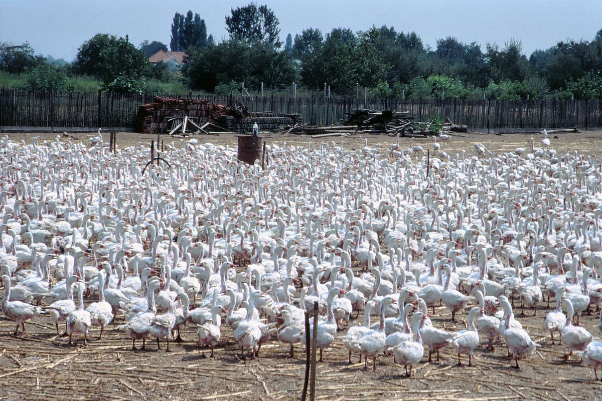 Ja so haben sie im August 1997 ausgesehen. Aber wie viele von ihnen haben die Jahreswechsel nach 1998 gesehen? Wohl keine, denn das war eine Gänsefarm, die sich auf die Produktion des Weihnachtsbratens im Westen spezialisiert hat. Und damals waren die Gänse zusätzlich nicht im gelobten Land EU ...  Das Bild ist der Scan eines Dias (Agfachrome) mit 2400 dpi AUflösung. Keine Digitalkamera-Qualität aber es geht ...  Übrigens gibt es zu diesem Film ein interessantes Detail. Im Jahr 1984 wurde die Produktion der Filme auf den von Kodak entwickelten Prozess E-6 umgestellt und diese neuen Filme zeichneten sich durch eine natürlichere Farbgebung und feineres Korn aus. Die typische Farbgebung und das akzentuierte Korn der CT-18-Dias fehlten aber, so dass viele Fotografen zum professionellen Agfachrome RSX II griffen ...