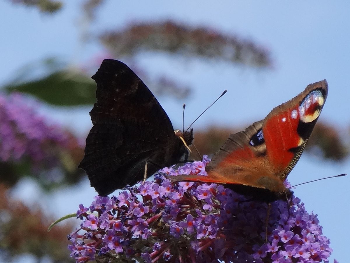 Butterflies on Buddleia