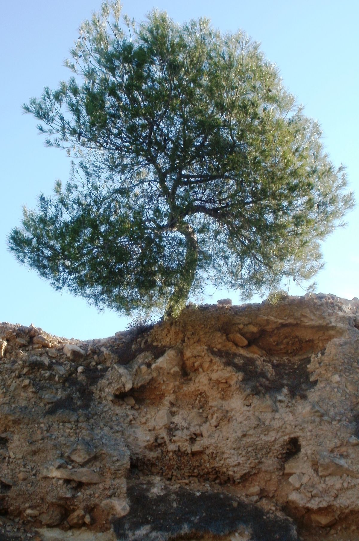 A tree on a hill in Albir, Spain