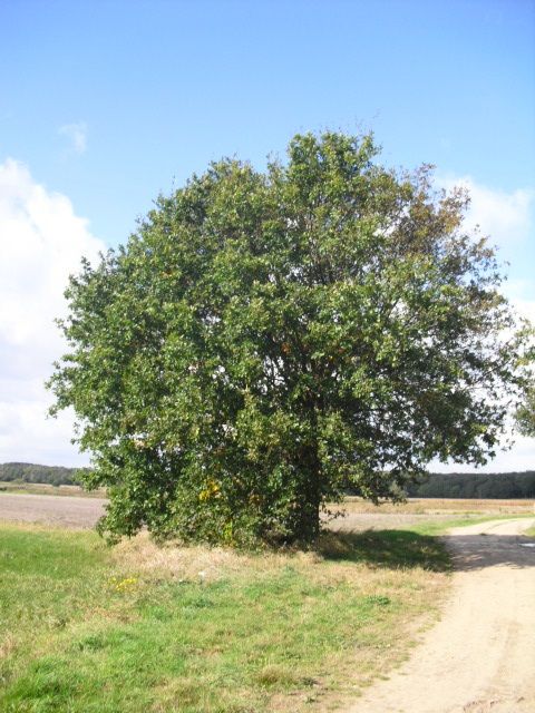 Midden Limburg