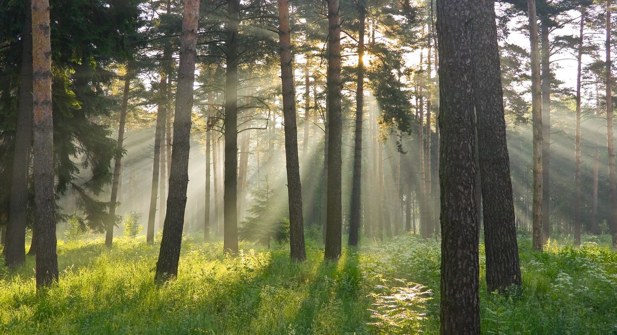 Лето. Подмосковье. 5 часов утра