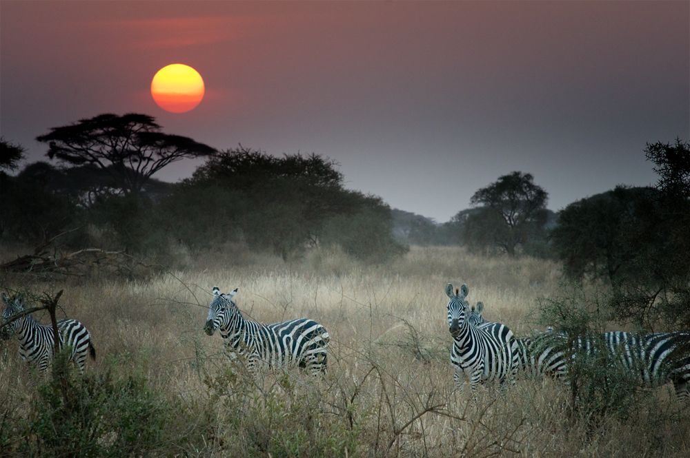 Aufgenommen im Amboseli Nationalpark, Kenia.