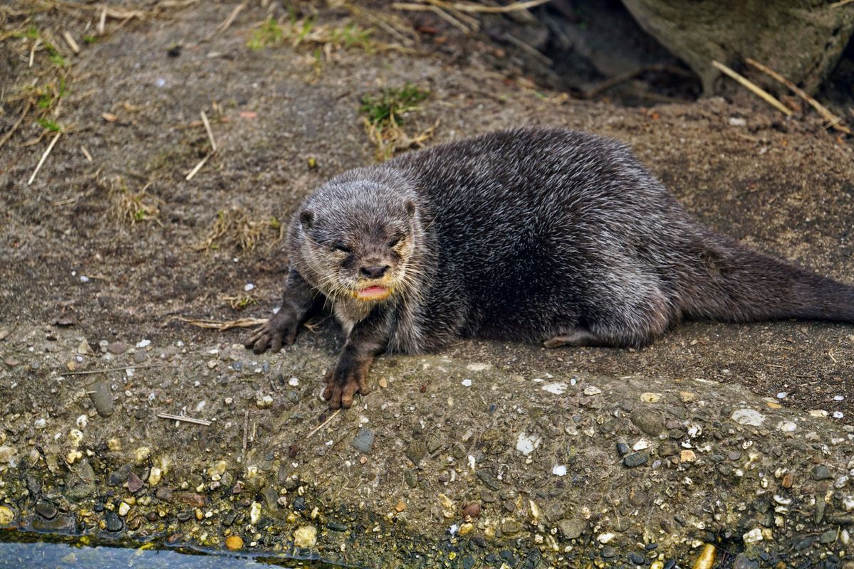 was guggst du..........