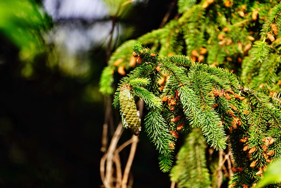 grüner und harzender Zapfen 70-300mm Objektiv