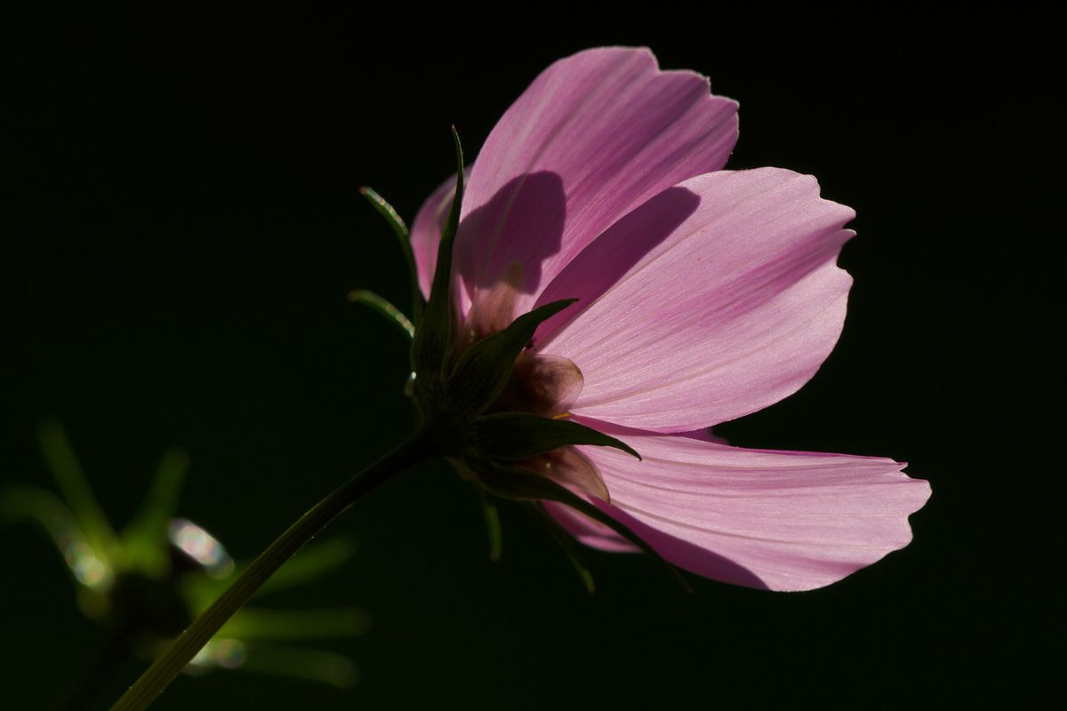 Aufgenommen im Gegenlicht