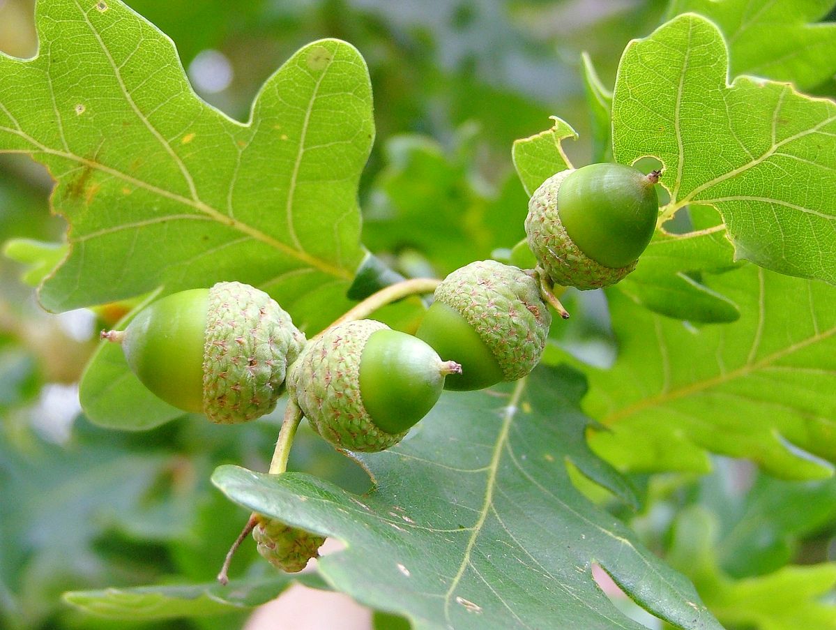 Acorns on oak tree