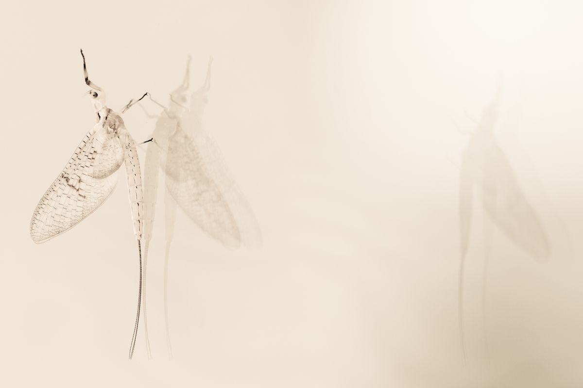 Mayfly.jpg