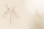 Mayfly.jpg
