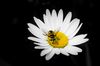 hoverfly ff.jpg