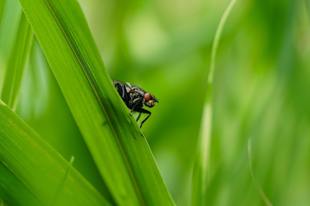 stomoxys calcitrans / Wadenstecher