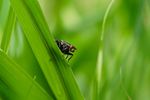 stomoxys calcitrans / Wadenstecher