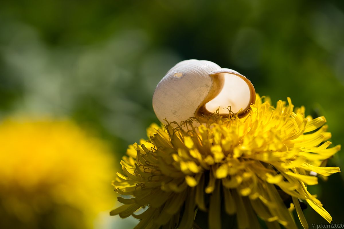 snail leer.jpg