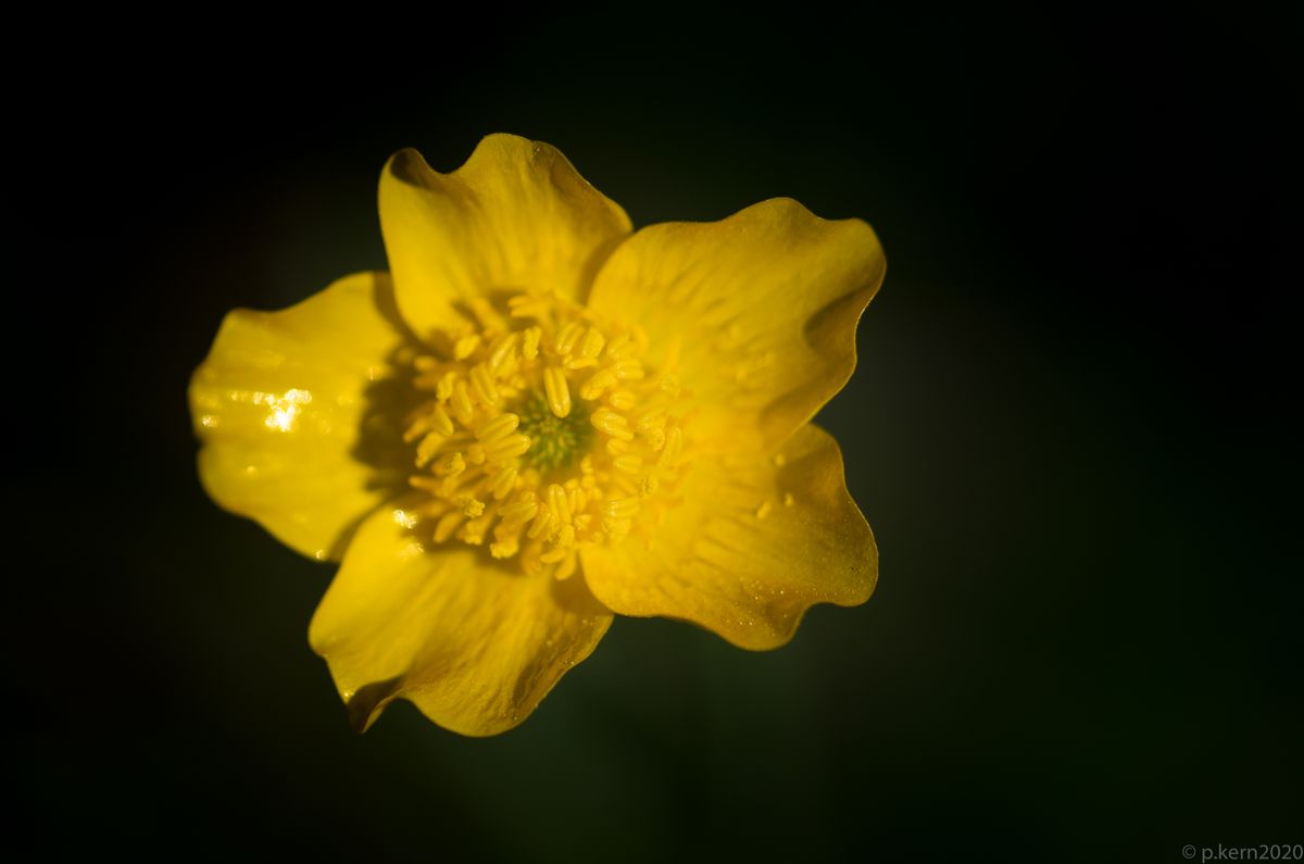 Als Ausgleich gehts auch mit mehr Klarheit - Hahnenfussblüte von oben gesehen