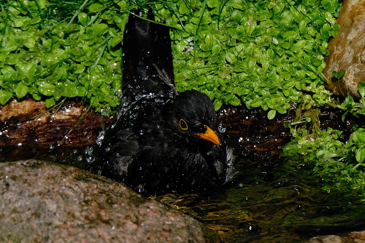 Bild für Forumsbeitrag : "Im Bann der COVID-19 Pandemie, Wildlife im Garten und vor der Haustür ! " ( Diese Aufnahme entstand in APS-C / Super 35mm Modus, mit 900mm / Äquivalent zu 35 mm )