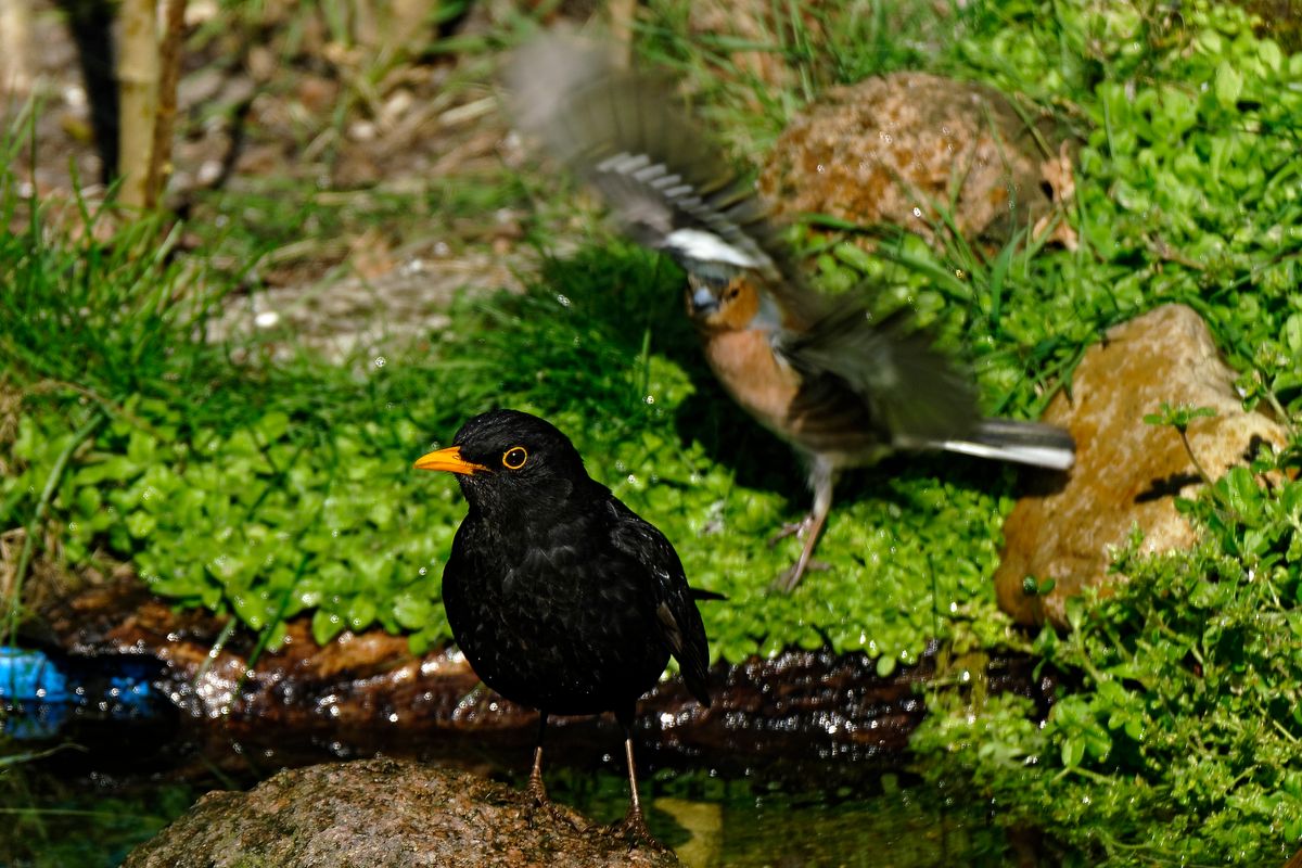 Bild für Forumsbeitrag : "Im Bann der COVID-19 Pandemie, Wildlife im Garten und vor der Haustür ! " ( Diese Aufnahme entstand in APS-C / Super 35mm Modus, mit 900mm / Äquivalent zu 35 mm )