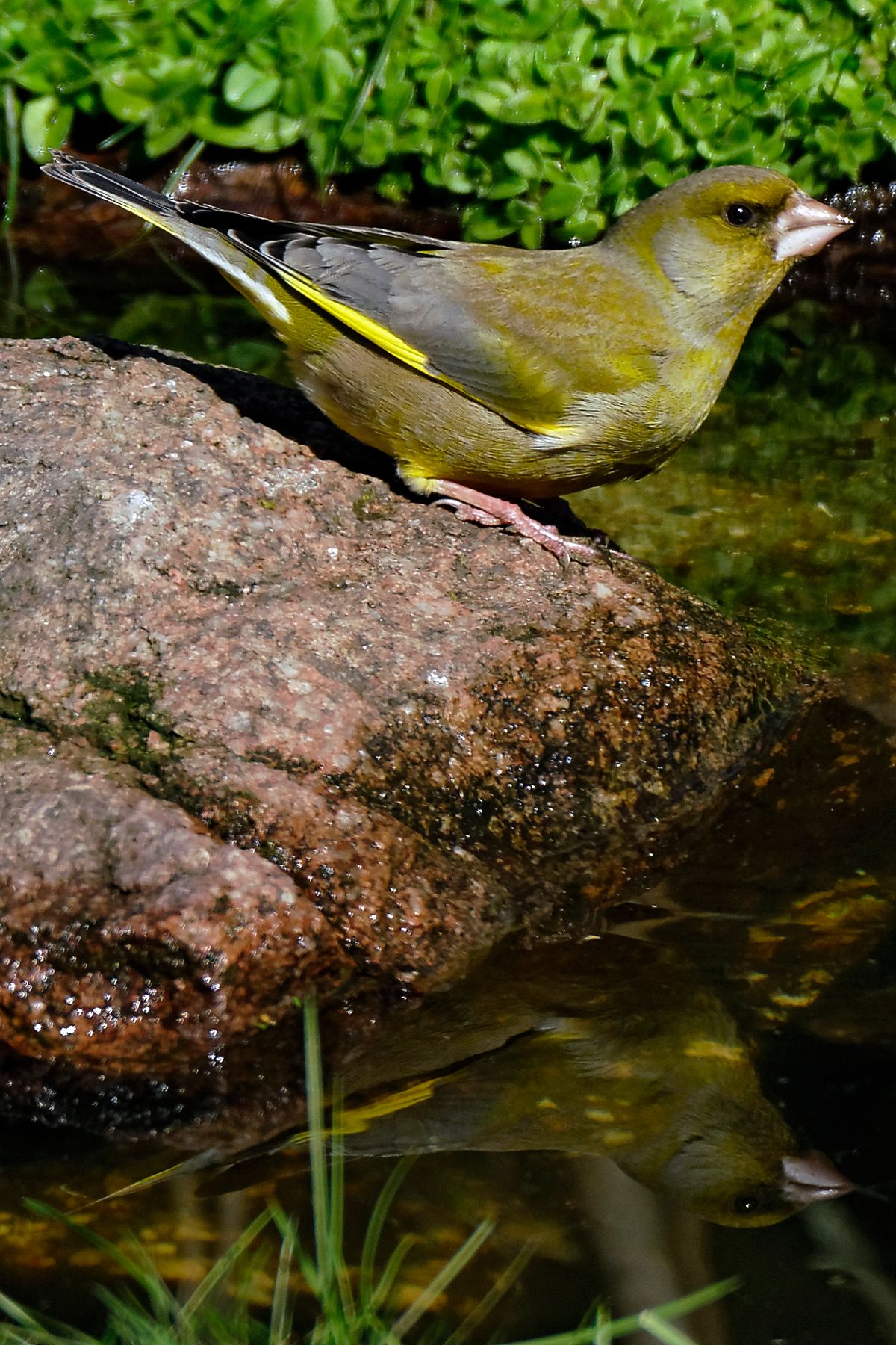 Bild für Forumsbeitrag : https://community.sony.de/t5/termine-treffen-off-topic/im-bann-der-covid-19-pandemie-wildlife-im-garten-und-vor-der/td-p/2753352 ( Diese Aufnahme entstand in APS-C / Super 35mm Modus, mit 900mm / Äquivalent zu 35 mm )