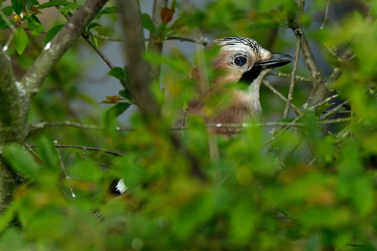 Weitere Infos in Forumsbeitrag : https://community.sony.de/t5/termine-treffen-off-topic/im-bann-der-covid-19-pandemie-wildlife-im-garten-und-vor-der/td-p/2753352