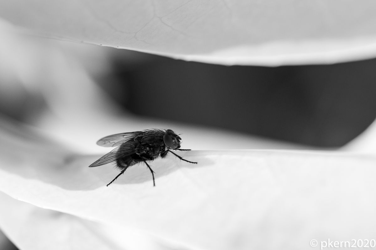 Dabei fällt mir der Film "the fly"1986 mit Jeff Goldblum wieder ein...