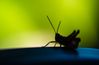 locust silhouette