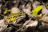 frog-2.jpg