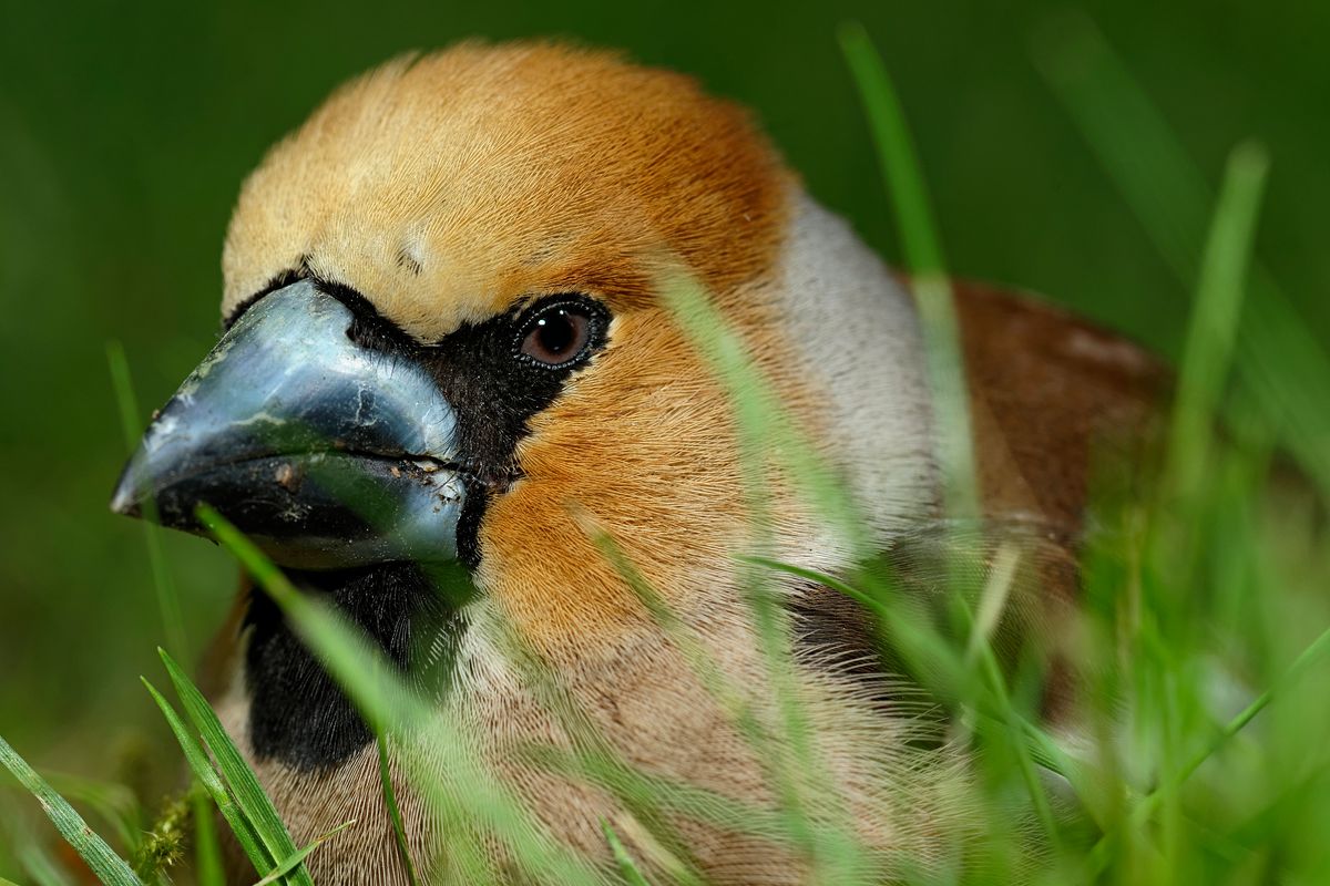 (Coccothraustes coccothraustes)