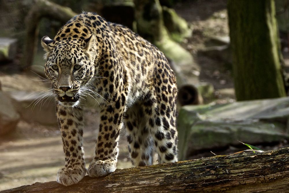 Leopard im Kölner Zoo.