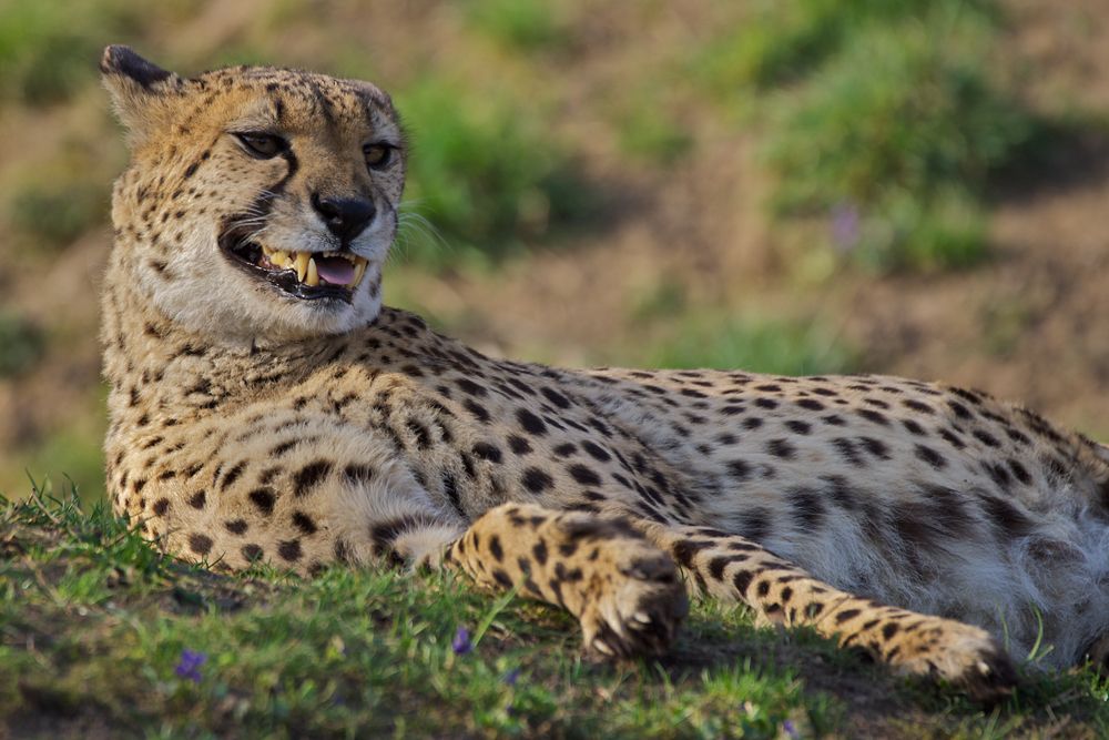 Gepard im Kölner Zoo