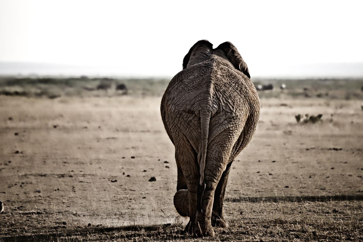 Aufgenommen im Amboseli Nationalpark. Mehr davon gibt's unter