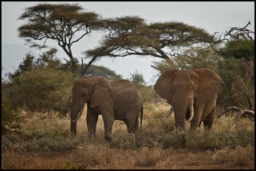 Aufgenommen im Amboseli NP, Kenya.