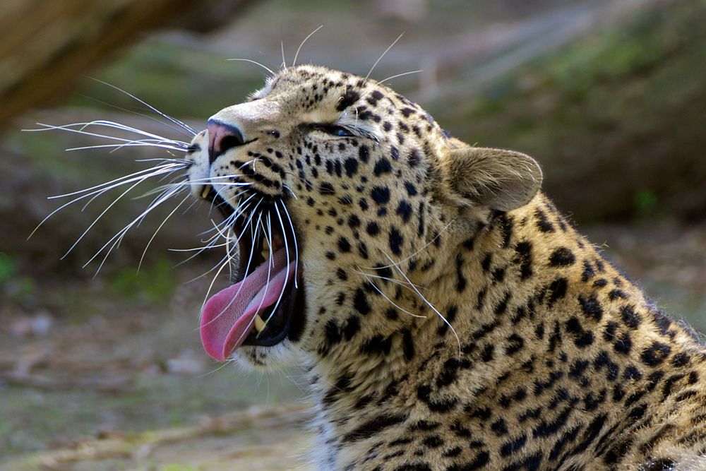 Leopard im Kölner Zoo