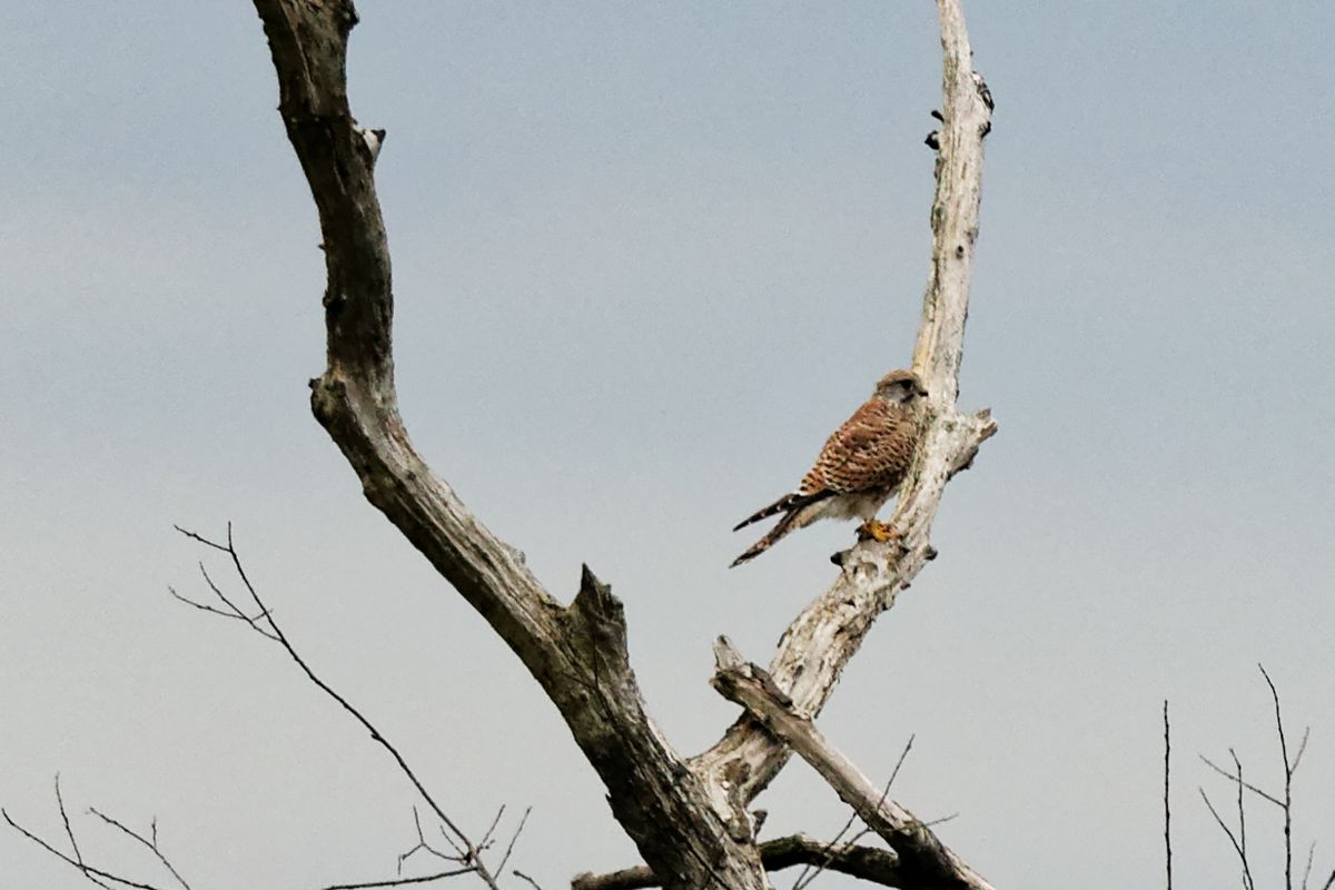 Kleiner Greifvogel an der Mittelelbe, 600 mm; Manuellfocus; ISO 800; F6.3; 1/400 s