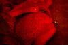 herbstlich rote Spitze.... hoffentlich nicht zu frivol...