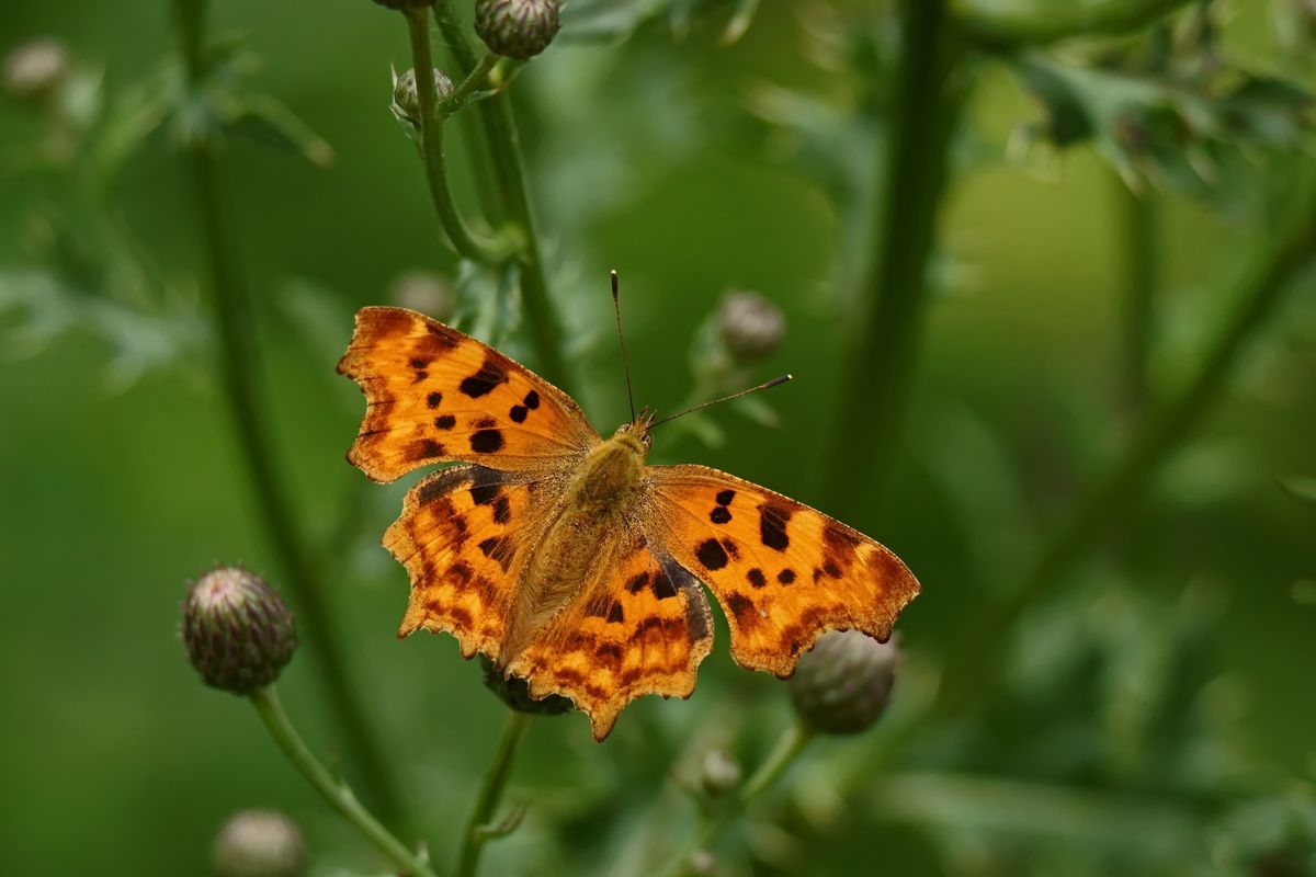 C-Falter (Polygonia c-album).jpg