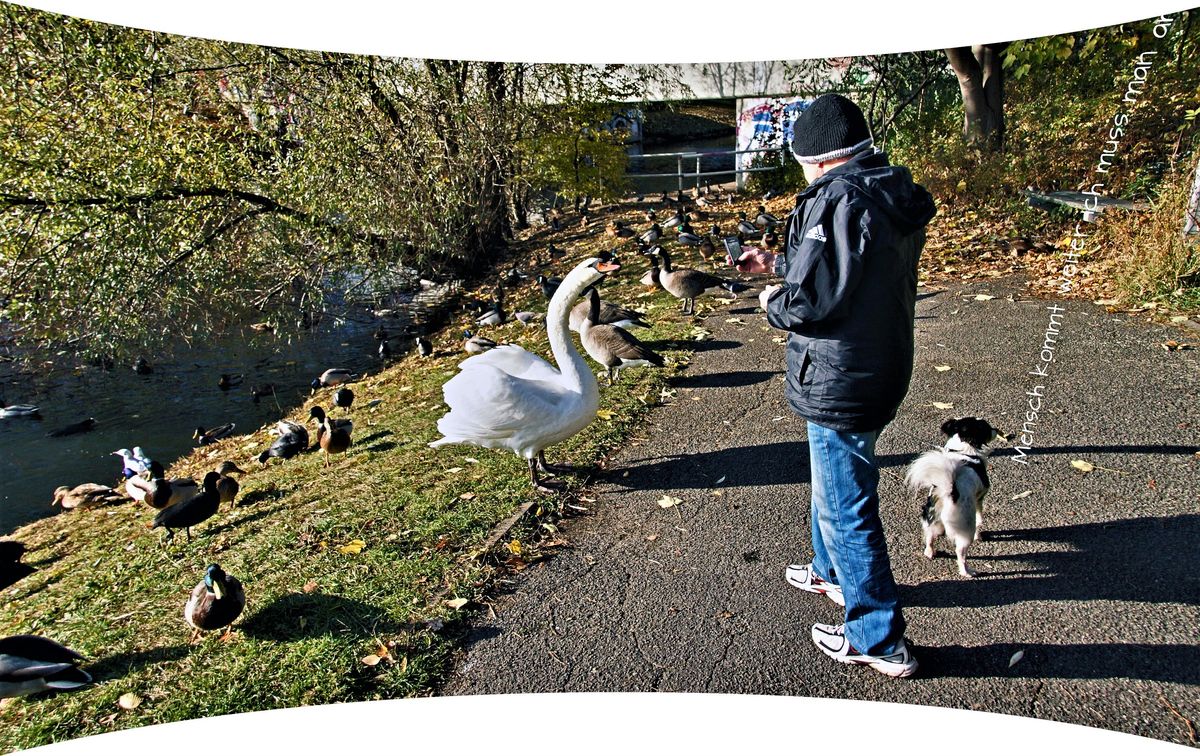 ich-sehe-doch-besser-aus-als-der-Schwan-nimmst-mich-doch-malNEU (2).jpg