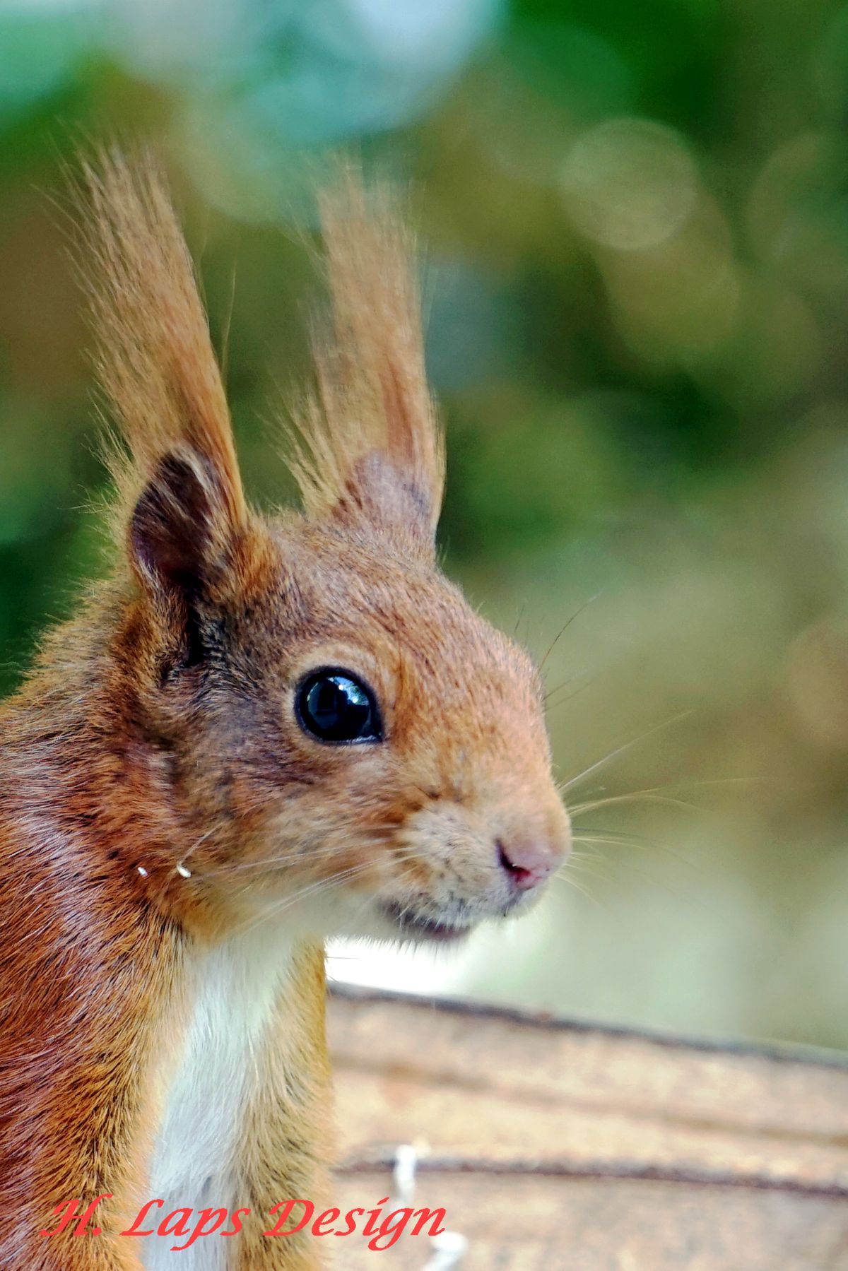 Eichhörnchenprtrait