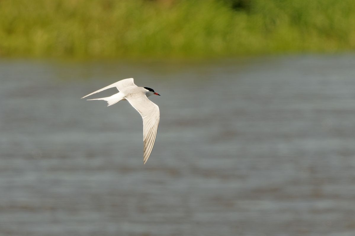 ... ist eigentlich eine Möwe, selten und eine Flugkünstler. Gerd, weil sie schön ist!
