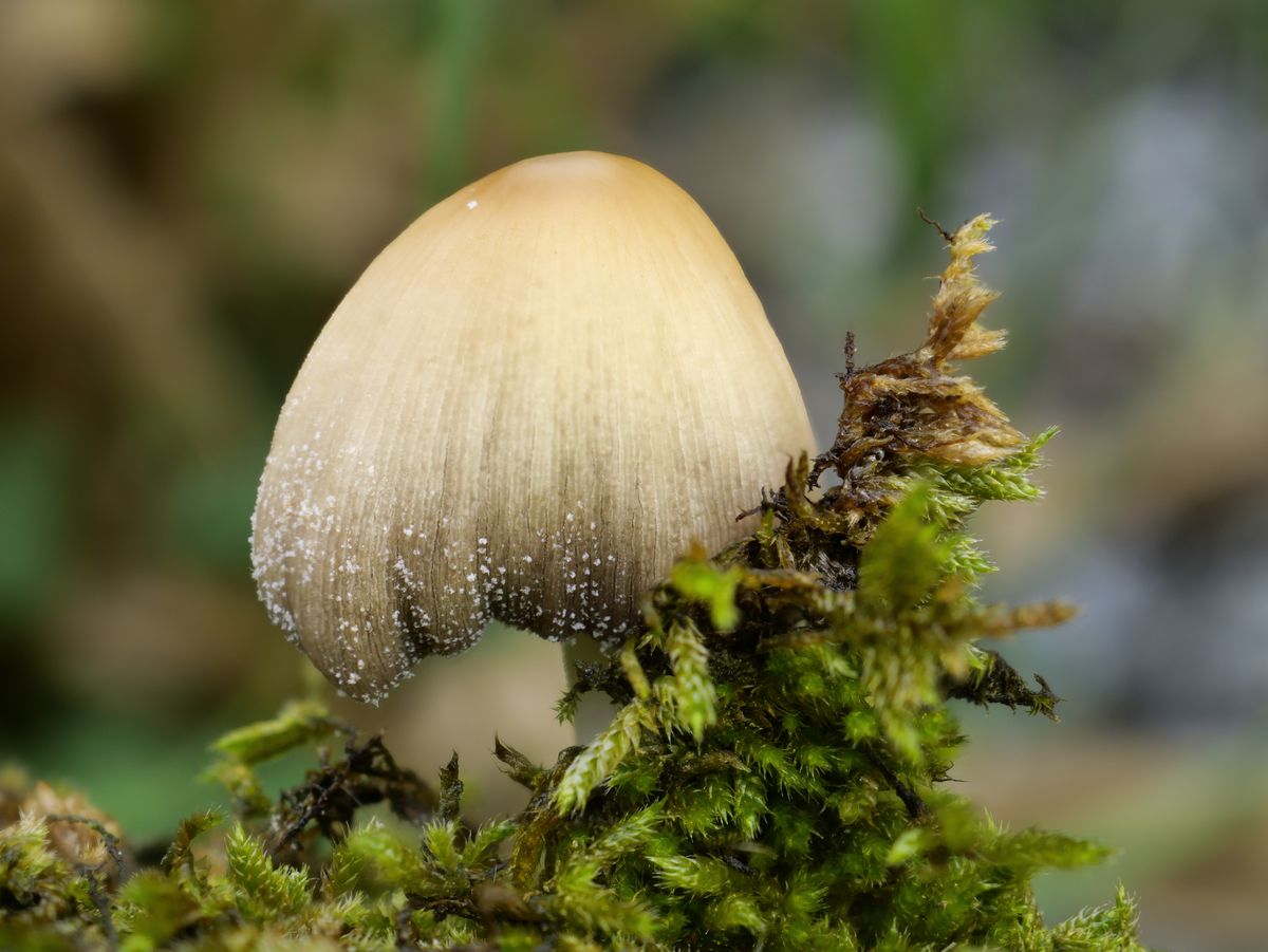 ...an Robinien - Totholz