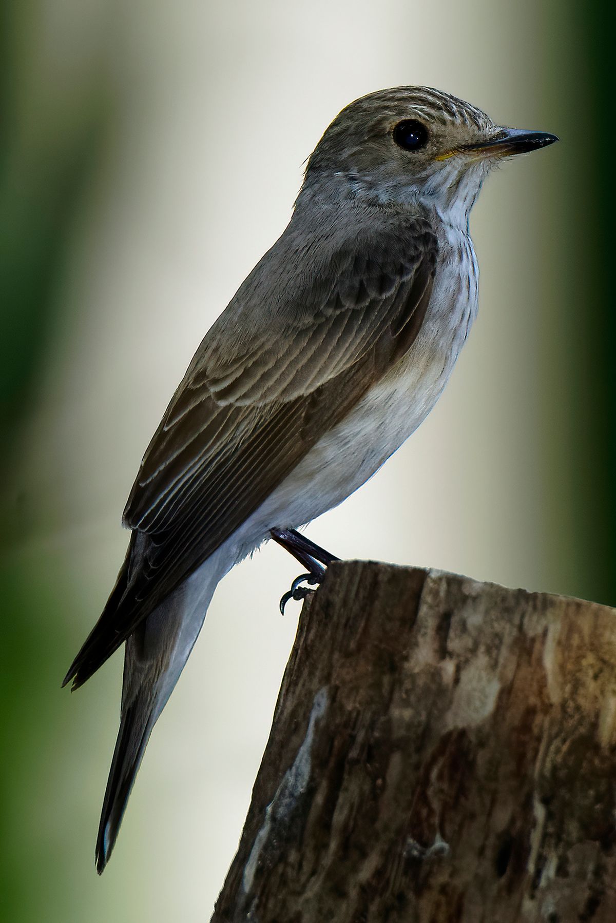 Der Grauschnäpper ( Part 2 ) gehört zur Familie der Fliegenschnäpper und der Wissenschaftlicher Name lautet: Muscicapa striata