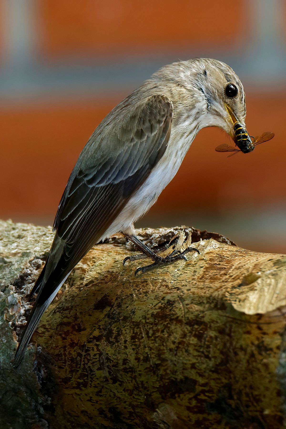 Ein Grauschnäpper, hat ein Insekt, als Nahrung für ihre Nachkommen gefangen. Das Bild wurde in APS-C Modus mit einer Alpha α99II und angesetzten Tamron SP 150-600mm bei 600mm aufgenommen. Entspricht eine Äquivalenten Brennweite von 900mm. Weitere Exif-Daten: Belichtungsprogramm: M, ISO: 250, Verschlusszeit: 1/320 Sek. und die Blende war 8