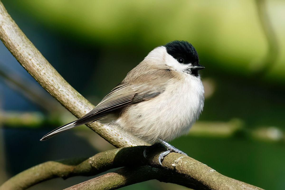 Die Weidenmeise ähnelt äußerlich sehr stark der Sumpfmeise, ich hoffe dass ich diesen Vogel richtig als Sumpfmeise erkannt habe !