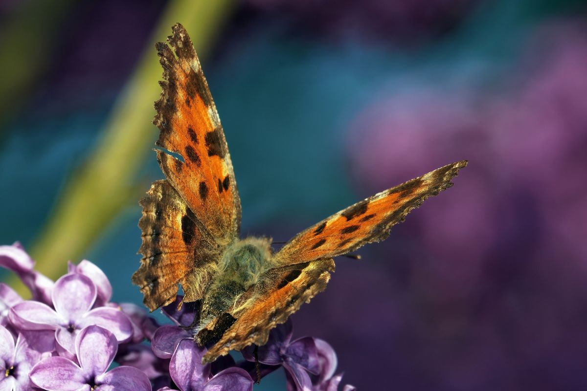 Von der Umweltstiftung BUND wurde der Große Fuchs zum Schmetterling des Jahres 2018 gekürt. Mit dieser Auszeichnung möchte die Stiftung auf die schlechte Überlebensprognose dieser Schmetterlingsart aufmerksam machen.