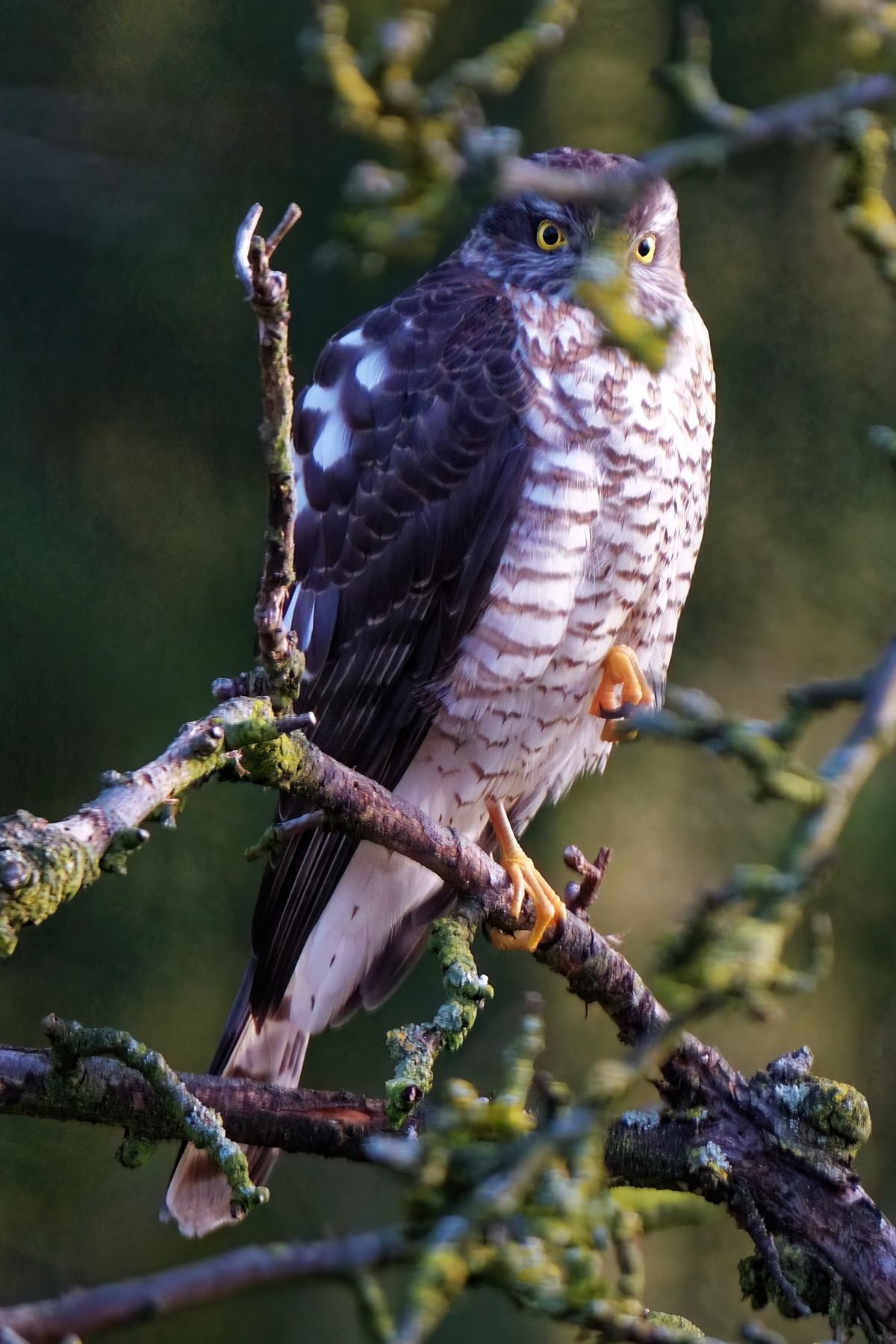 Der Sperber (Accipiter nisus) zählt zu den heimischen Greifvögeln und ist trotz seiner Größe ein extrem agiler Jäger.