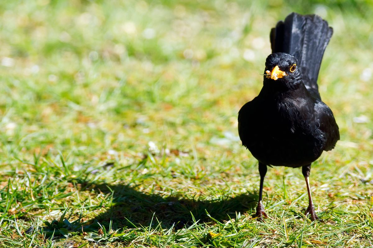 Eine Amsel oder Schwarzdrossel in unserem Garten, auf die Nahrungssuche für ihren Nachwuchs