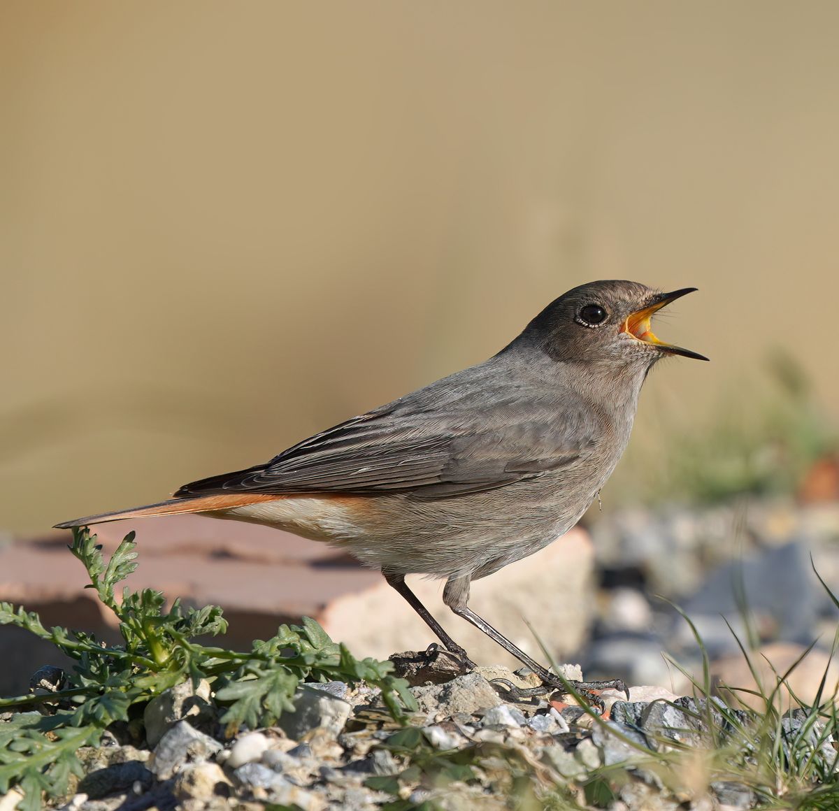 Black redstart. Costa del Sol.