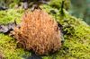 Warscheinlich ein Goldgelber Korallenpilz, wird auch Ziegenbart genannt.
