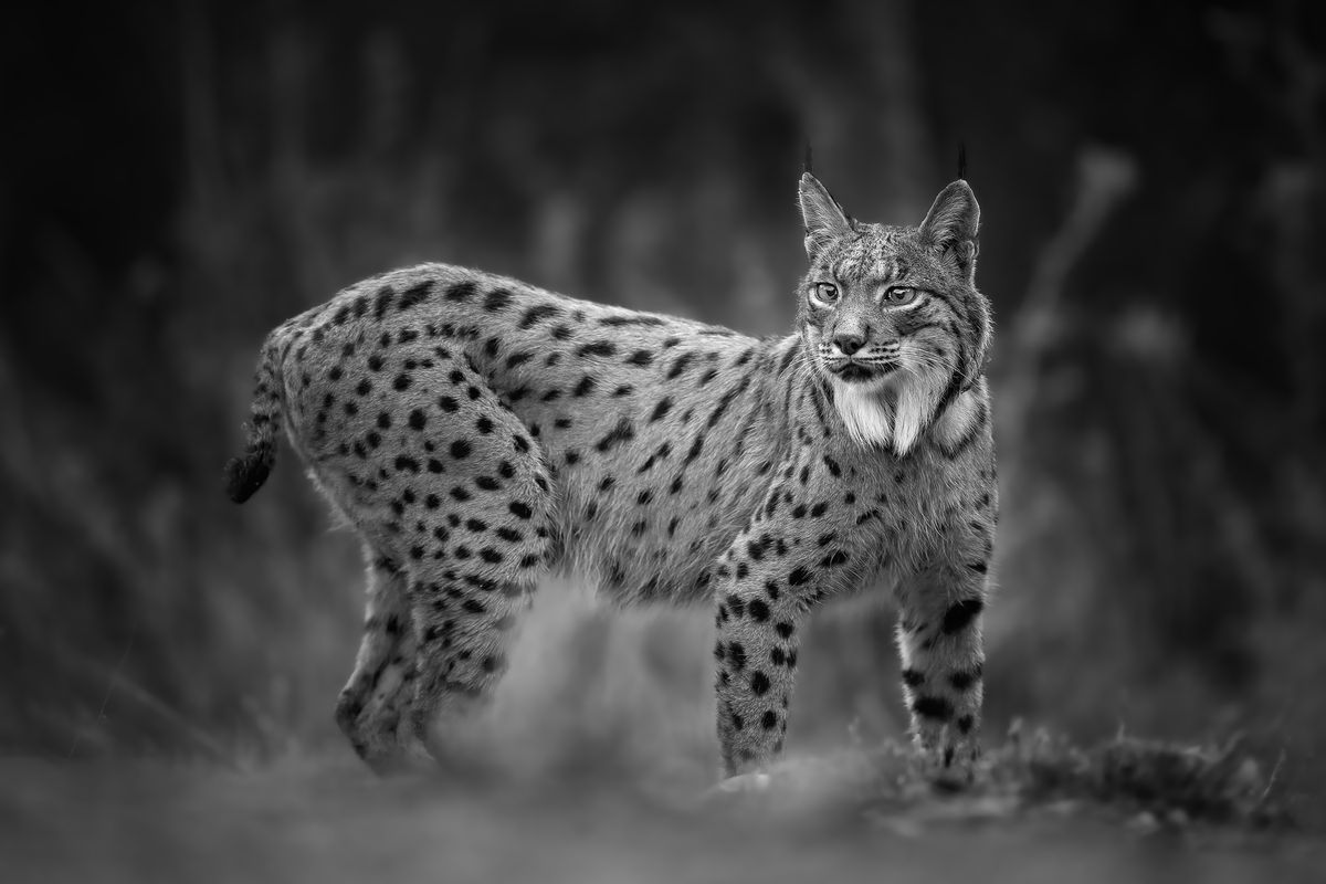 Female Iberian Lynx