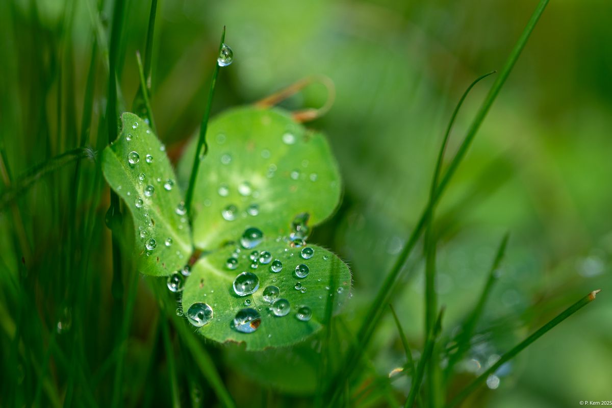 ISO160, 90mm, f.4.5, 1/250 sek.