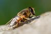 1/800 sek, f.4.5, 90 mm, ISO 160