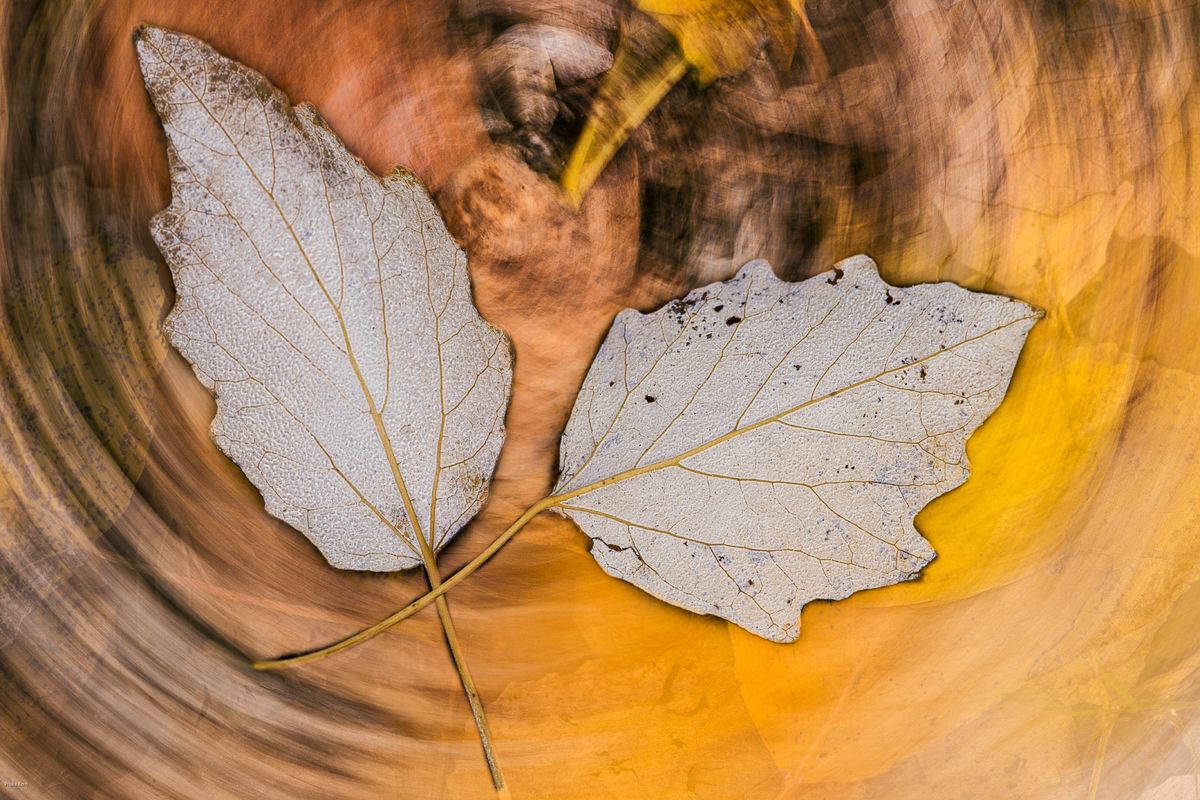 Zwei Fotos von derselben Stelle, 1 mal Herbstlaub am Boden mit Kameradrehung erfasst, 1 mal 2 Blätter Rückseite nach oben